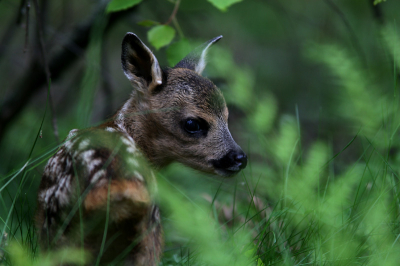 een paar dagen oud kalf kwam ik tegen op mijn wandeling in de vrije natuur in Zweden. Snel wat foto's gemaakt en door gelopen zodat mama snel terug kon komen. 
Canon 30d 300mm f4 uit de hand.
Groet Alex