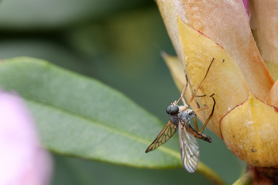 Tijdens een mooie warme zomerdag (in het voorjaar) een leuke fotografieworkshop gevolgd waar ik een macrolens mocht lenen. Deze zweefvlieg blijf rustig op de rhododendron zitten dus kon ik mooi oefenen.
Ben benieuwd wat jullie er van vinden.