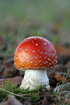 Ik zag al wat paddestoelfoto's verschijnen op np, dus heb deze even opgezocht...
Deze foto vorig jaar oktober al genomen. Op knien en ellebogen gemanouvreerd zodat de achtergrond rustig werd. Er kwam geen direct zonlicht op, omdat ie onder een boom stond, vandaar de rustige keuren.