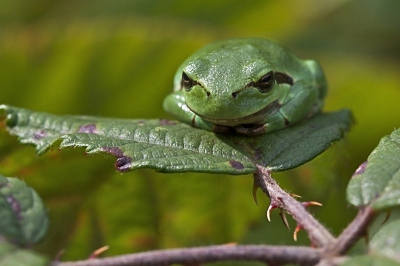 De vaak typerende houding van boomkikkers. Gewoon op je gemak blijven zitten, totdat er iets lekkers voorbij komt wandelen.
Opname gemaakt met 100mm macro vanaf npootstatief.