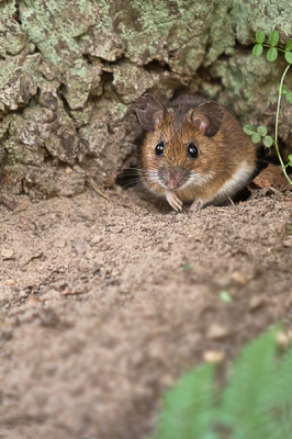 al langere tijd wist ik dat deze muis hier zijn hol had, maar deze dag in de schemer liet hij zich vastleggen voor zijn hol.