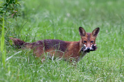 Tijdens het lange wachten op het Ijsvogeltje kijk je wel eens om.In een keer was ie daar , hij pakte 2 mollen binnen de minuut.
Bij de tweede mol was ik zover dat ik een foto kon maken.
gr dirk