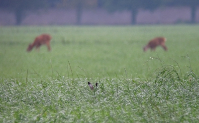 Hier de luisterende hazenoren in de polder... 
Met op de achtergrond 'ma, en dochter' ree