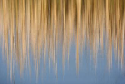 Abstract , reflectie van riet in water 
Vanuit drijvende schuihut