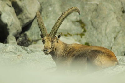 in oostenrijk in national park '' hohe tauern'' gefotografeerd.
de zon stond hoog aan de hemel dus zou ik keiharde contrasten hebben, daarom heb ik geprobeerd zovee als mogelijk was de zon in mijn rug te hebben zodat ik minimale schaduw had, en dat is goed gelukt. een onscherpe steen als voorgrond gebruikt.