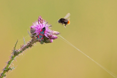 Scherpgesteld op de distel met sint jansvlinder en op het moment dat de hommel kwam een reeks foto's gemaakt. De meeste hommels vertonen een patroon waarin ze bloemen bezoeken dus vaak zie je het moment aankomen

Mijn eerste upload op Nederpix en ik ben benieuwd wat jullie ervan vinden?

Groet Vincent
www.vdejong.nl