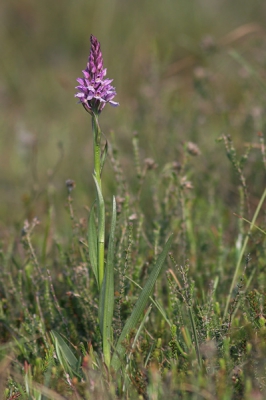 <i class='fa fa-user'></i> Klaas van Haeringen | Tengere Heideorchis  <i class='fa fa-eye'> 225</i>   <i class='fa fa-comment-o'> 3</i>