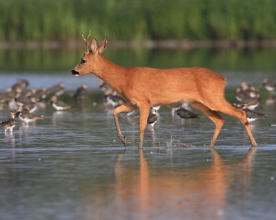 Nog een opname van een Reebok in het water, dit keer liep hij tussen de fouragerende Kieviten door.