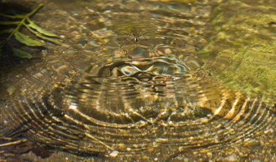 Schaatsenrijder in het beekje bij de camping. Met een snelle beweging van hun poten maken ze een patroon van rimpels in het water. Ik vermoed dat ze zo belagers, bv. lastige fotografen, in de war proberen te brengen, maar ja, fotografen vinden dat juist weer leuk.
Enbeenstatief