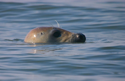 vandaag met een motor vlet naar de razende bol .
veel gewone en grijze zeehonden,maar allemaal in het water
en niet in het zonnetje op de zand plaat.
sigma 50-500mm