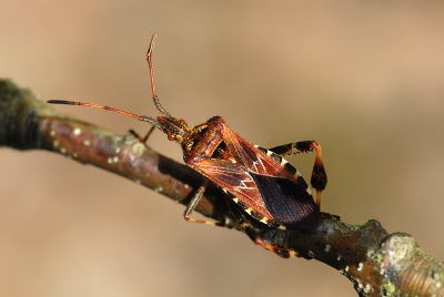 Aan de rand van een zandverstuiving in de Loonse en Drunense Duinen kwam ik dit insect tegen.
Met dank aan Ger, Susan Meijnders, Berkhoudt en YM voor de determinatie!