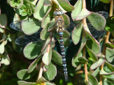 foto genomen in de tuin (ligt op het zuiden) eind van de middag,