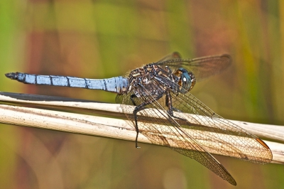 Meestal komen Libellen na even gejaagd te hebben, vaak weer op het zelfde stekje zitten. 
Met wat geduld is het dan mogelijk een redelijk plaatje van zo'n libel te schieten.
Vanaf statief met een 180mm macro.