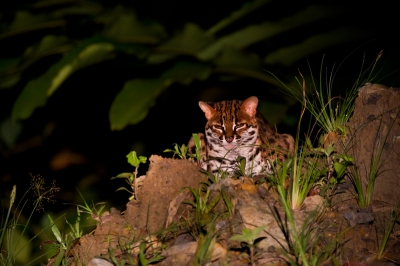 Tijdens een nachtelijke rit door het regenwoud van Borneo hadden we het geluk deze Bengaalse tijgerkat te spotten, die heel kort bleef zitten in het licht, genoeg voor iso 3200 om snel een foto te kunnen maken.