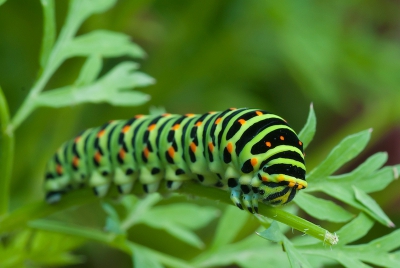 Rups zat op de bladeren van de peen(wortel) , dus niet op de wilde peen , en liet zich fijn portretteren . weinig wind dus mooie macro omstandigheden .