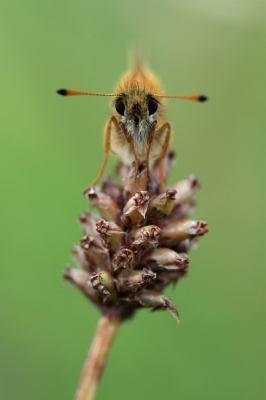 Terwijl ik een libelle aan het fotograferen was, zag ik opeens dit dikkopje rustig op een plantje zitten. Door op mijn knien en ellenbogen een foto te maken, kon ik 'm recht in de ogen kijken en werd de achtergrond mooi egaal. Het was licht bewolkt, wat ook meehielp.