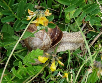 De escargots zochten het vochtige gras op. Moet je je voorstellen, dat je met je Kip-caravan op je rug door de Hoge Veluwe banjert: echt sterke slakken!