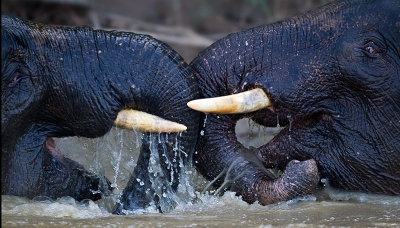 Helaas komen er nog maar weing dwergolifanten voor in Borneo door de ernstige verliezen van hun habitat : door het ruimen van regenwoud ten behoeve van palmolieplantages, schokkend om te zien hoe ver dit al is gevorderd. Toch een kleine kudde dwergolifanten langs de rivier gevonden waarvan er een paar gingen baden. Twee van hen raakten in een gevecht dat enige tijd duurde.