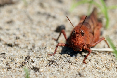 Door plat op de grond te gaan liggen, kon ik deze sprinkhaan in de ogen kijken. Door voorzichtig naar hem toe te kruipen, kwam ik steeds dichterbij en bleef hij gewoon zitten.
