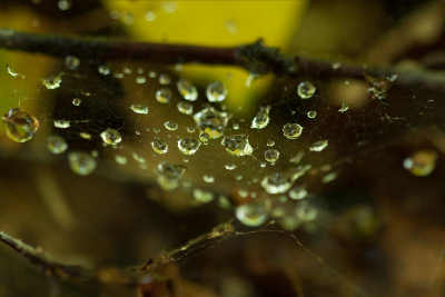Tijdens mijn zoektocht naar paddenstoelen kwam ik dit tafereeltje tegen. Ik heb met de camera op het statief in de laagste stand de opname gemaakt.