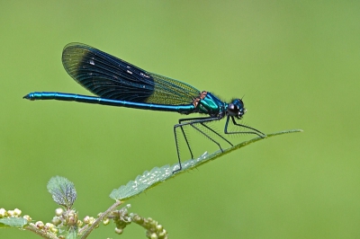 Deze weidebeekjuffer bleef net lang genoeg (zijn nogal schuw) op de top van een brandnetel zitten, om er een plaatje van te maken.
Vanaf npootstatief met 100mm macro.