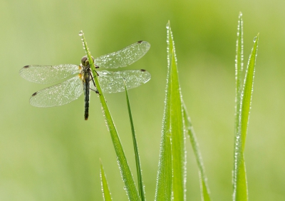 Vanmorgen met Tom nog op macro-pad geweest! Was weer erg leerzaam! Zo af en toe vind ik het heerlijk om de 500mm eens thuis te laten en met de macrolens op pad te gaan. Vond deze opname de meest geslaagde!
