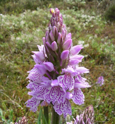 Deze orchis heb ik gevonden tijdens een veldstudieweek van school op Terschelling. Dit is mijn eerste foto op nederpix. Heb lang getwijfeld of ik deze zou plaatsen. Gemaakt met een compact camera.