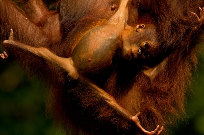 De Borneose orang-utan is door het snel verdwijnen van het regenwoud zn leefgebied aan het verliezen, een ernstige zaak. Gelukkig worden er veel inspanningen gepleegd om het tij te keren, maar zonder voldoende leefgebied als het zo doorgaat is het natuurlijk een droevig uitzicht. In de vrije natuur zijn er gelukkig nog wel orang-utans te spotten zoals deze moeder met kind, die relaxed mee reist door de boomtoppen.  Veel orangutans zijn weer in het wild teruggeplaatst en afkomstig van opvangcentra waar wees-orangoetans geholpen worden om opgevoed te worden waarna deze weer gewend worden aan het vrije regenwoud, waarschijnlijk ook het geval bij deze moeder. Ook heb ik van een weesje van 1 jaar opnamen kunnen maken in een opvangcentrum en ervaren wat het is om deze bijzondere dieren in de ogen te mogen kijken, voor belangstellenden zie mijn website :
http://www.insightintonature.com/themes/secrets_of_the_forest/orang_utan.html
