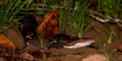 Tijdens een nachtelijke boottocht zagen we. lLangs de kant van de rivier  deze python jagen.