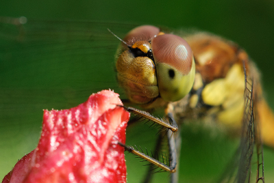 Afgelopen maandag deze Heidelibel kunnen fotograferen.
Vond deze kleurstelling wel mooi met dat rood-wit erbij.
