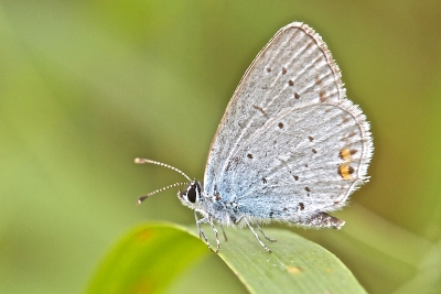 Een tijdlang (80 jaar)  is het staartblauwtje niet in Nederland gezien, maar nu opdoken op een paar plekken in Limburg.
Zou het met de opwarming te maken hebben?
Opname gemaakt vanaf laagstaand statief met 180 mm.