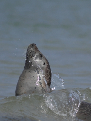 Op Dune zijn de zeehonden makkelijk te benaderen. Maar om een leuke foto te maken is wel weer een kunst. Meestal liggen ze gewoon te zonnen. Deze foto vind ik zelf wel iets speciaals hebben. Vooral omdat ie de ogen dicht heeft, alsof hij geniet van het moment...