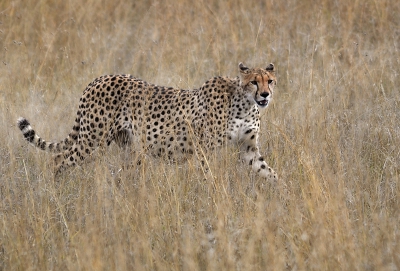 dit zwanger vrouwtje heeft ons  een onvergetelijk half uurtje bezorgd....de elegantie straalt er zo van af, voor mij de sierlijkste Afrikaanse kat...