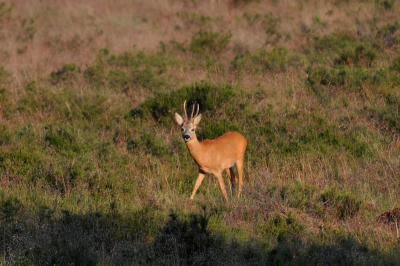 Al weer een oude foto van een paar weken geleden tijdens de bronst. Kwam toen deze driestangen bok tegen.