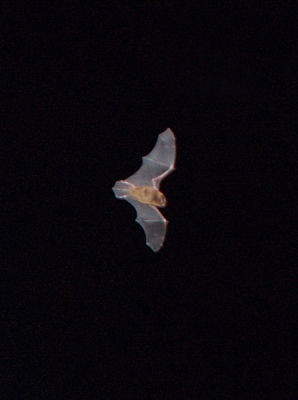 Gisteravond vlogen er rond m'n flat 3 (of meer) vleermuizen. Met toestel op AF en de flitser aan, heb ik meerdere foto's kunnen maken. Dit is de beste. Ik weet niks van vleermuizen, iemand die kan helpen?