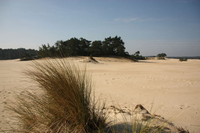 Om 10.05 uur opgenomen met een tele lens onder zonnige omstandigheden.Door deipte in de fto te brengen heb ik het gras op de foto meegefotografeerd