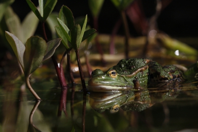 Een 2-tal mannelijke kikkers hebben de zomer doorgebracht in mijn tuinvijver. Hun dagelijks gekwaak heeft geen vrouwelijk gezelschap opgeleverd.
