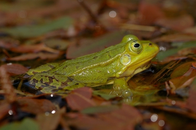 Op een zonnige dag een poel vol met prachtige poelkikkers die zich rustig lieten fotograferen.
Al eerder een foto van deze kikker geplaatst; nu eentje iets minder close-up dan de vorige.