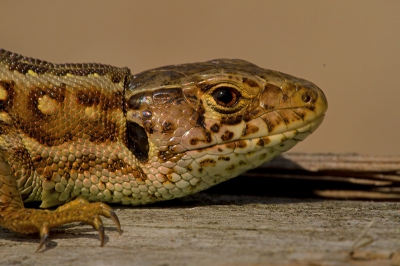 Dit vrouwtje Zandhagedis lag heerlijk te zonnen op een boomstronk, wat mij de gelegenheid gaf om een paar mooie close-up opnamen te maken.