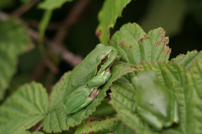 Vanop het statief deze boomkikker gemaakt, tussen alle andere boomkikkers.
Soms zatten ze met 5 bij elkaar!
