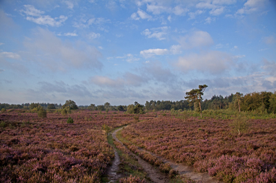 Gistermorgen deze foto gemaakt op de tonnenberg bij heerde
vind het mooi in combinatie met de mooie lucht met wolken