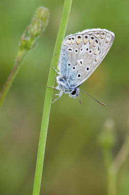 Het vlindertje was zich nog wat aan het opwarmen om 7.44. Er was nog  maar weinig zon.