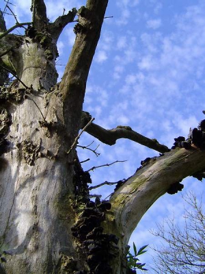 <i class='fa fa-user'></i> Agnes Bax | in de duinen  <i class='fa fa-eye'> 122</i>   <i class='fa fa-comment-o'> 5</i>