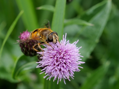 Tijdens m'n dagelijkse wandeling met de hond kwam ik de nodige planten/struiken tegen die vol zaten met insecten. De hond maar even in de "af"stand gezet en getracht wat foto's te nemen.