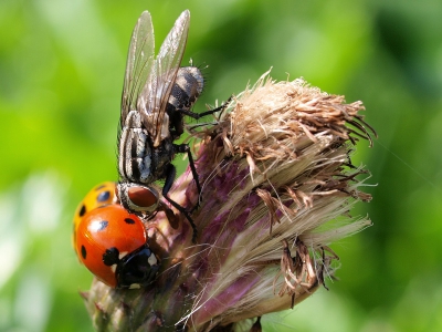 Het leek vandaag wel helemaal een top dag om de nodige insecten te zien. Het was zelfs dringen geblazen om de beste plekjes.