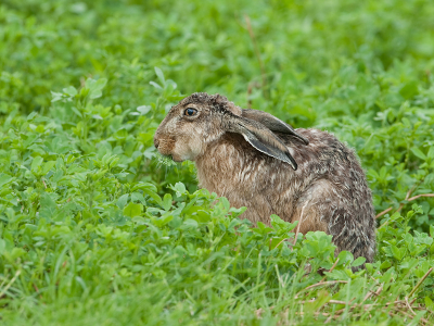 Ik kom wel vaker een Haas tegen, maar eentje die blijft zitten en lekker doorgaat met eten heb ik nog niet eerder meegemaakt.  Deze gemaakt na een zware regenbui. Hier kan je ook goed zien dat hij zijn bekkie vol heeft met vers groen.