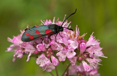 Het voordeel van dit soort nacht/dag vlinders (ook de Phegeavlinder) is, dat ze niet zo vliegerig zijn en als ze eenmaal op een bloem zitten, ze goed te benaderen zijn.
Opname gemaakt vanaf statief met 100mm macro.