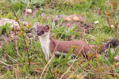 Ik zat in de schuilhut kleine grauwe ganzen te fotograferen, na wat geritsel in het gras zag ik deze hermelijn tevoorschijn komen.  Ik was niet meer de enige die interesse vertoonde in ganzenkuikens. na enkele (schijn)aanvallen joegen de ganzen hem definitief weg.