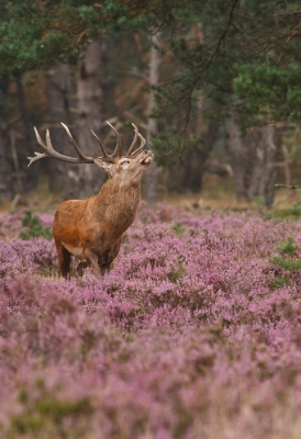dagje veluwe erop zitten, het blijft mooi om deze (machtige) dieren te zien.
