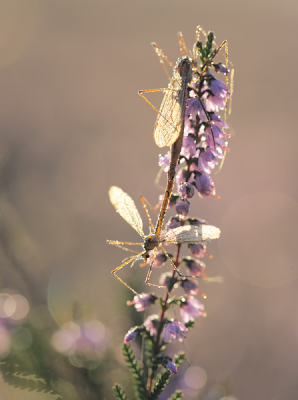 Deze  met dauw bedekte langppootmuggen hangen net na zonsopkomst in de bloeiende struikheide